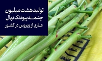  تولید هشت میلیون چشمه پیوندک نهال عاری از ویروس در کشور